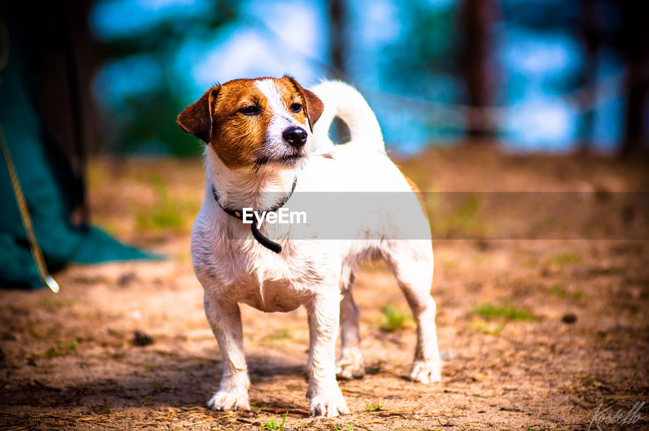 Jack russell terrier on field