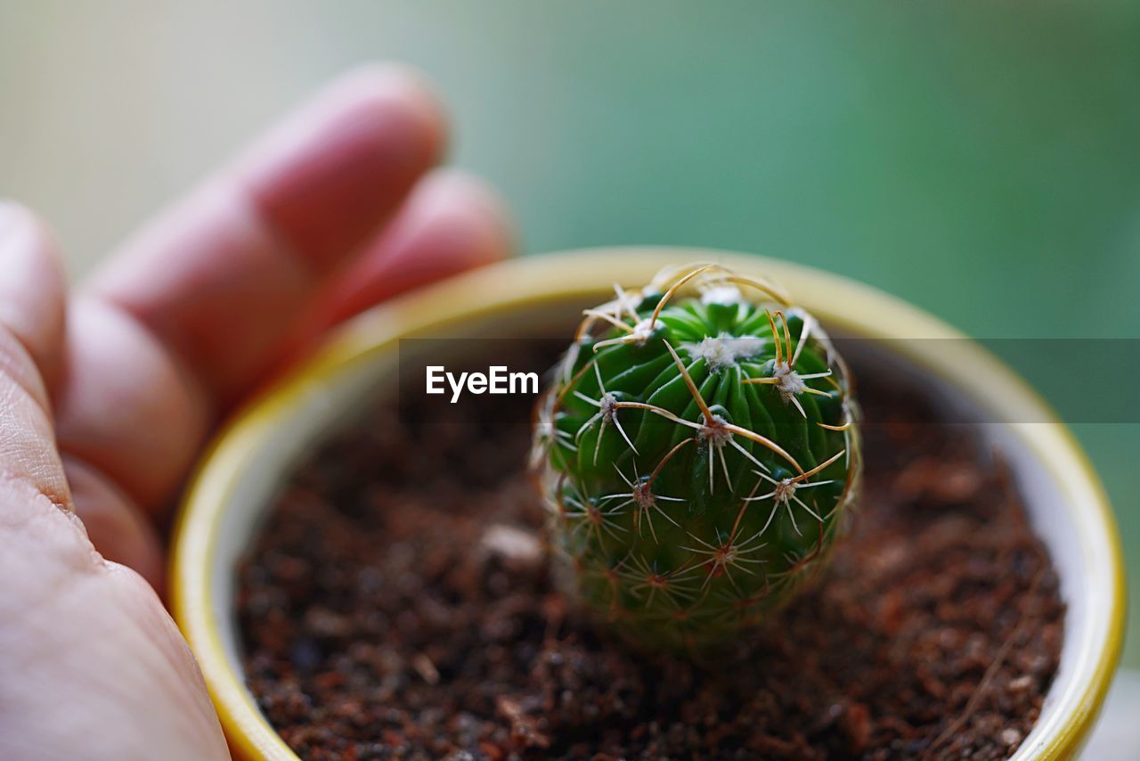 CLOSE-UP OF SMALL CACTUS ON POTTED PLANT