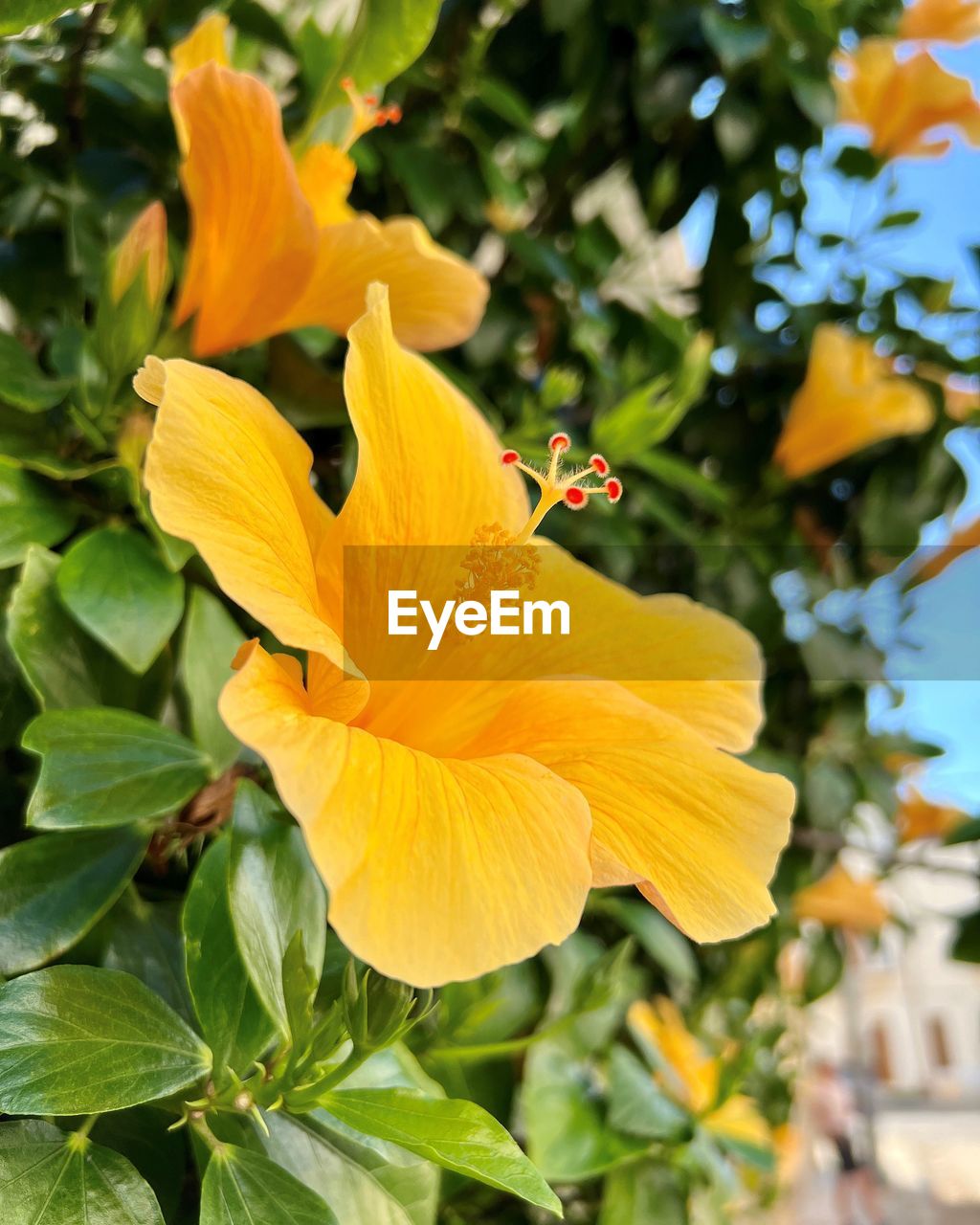 flowering plant, flower, plant, yellow, beauty in nature, freshness, petal, flower head, fragility, growth, close-up, nature, inflorescence, plant part, leaf, no people, focus on foreground, outdoors, hibiscus, botany, springtime, orange color, day, pollen, blossom, animal wildlife