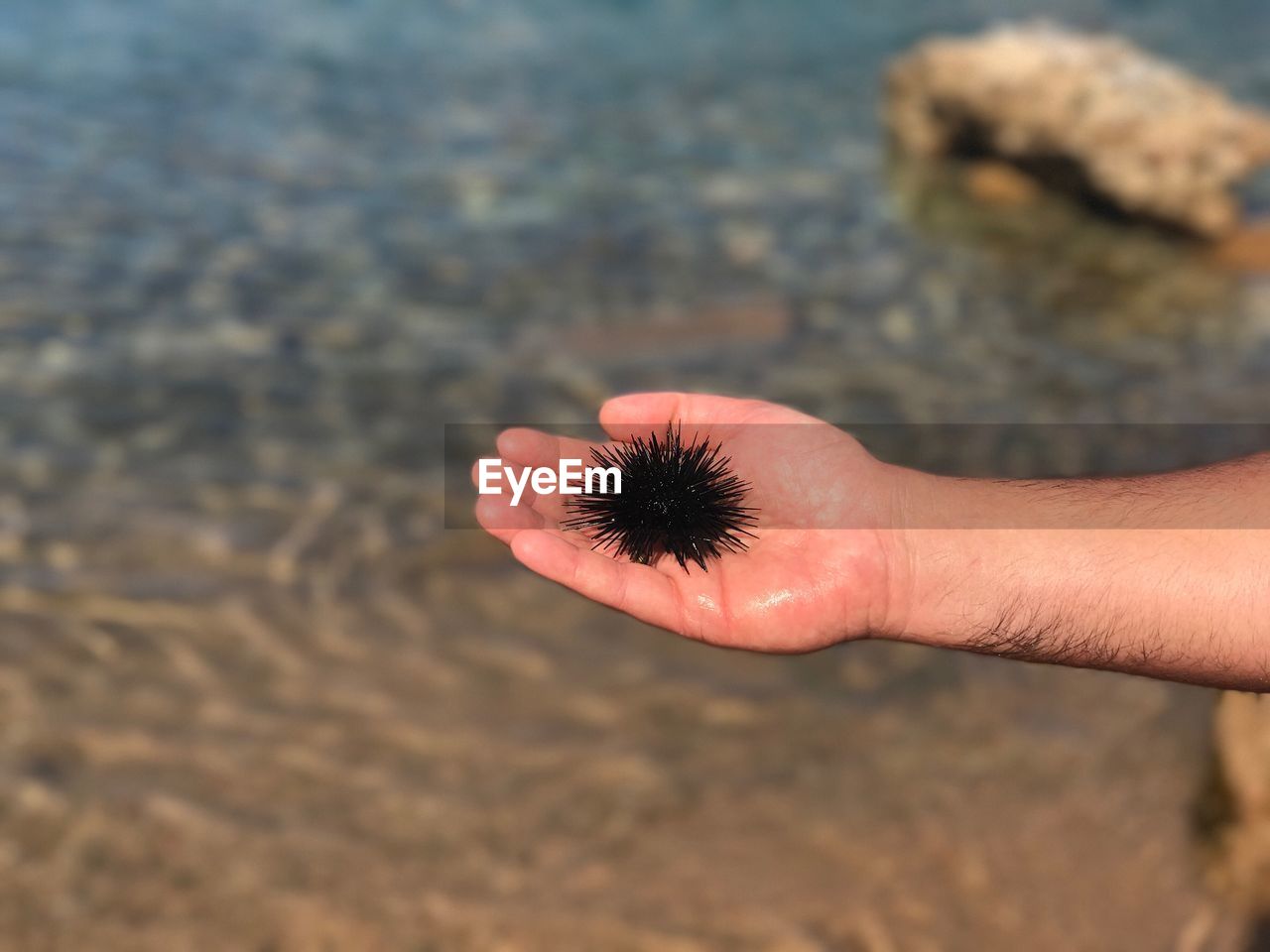 Cropped hand of man holding sea urchin at beach