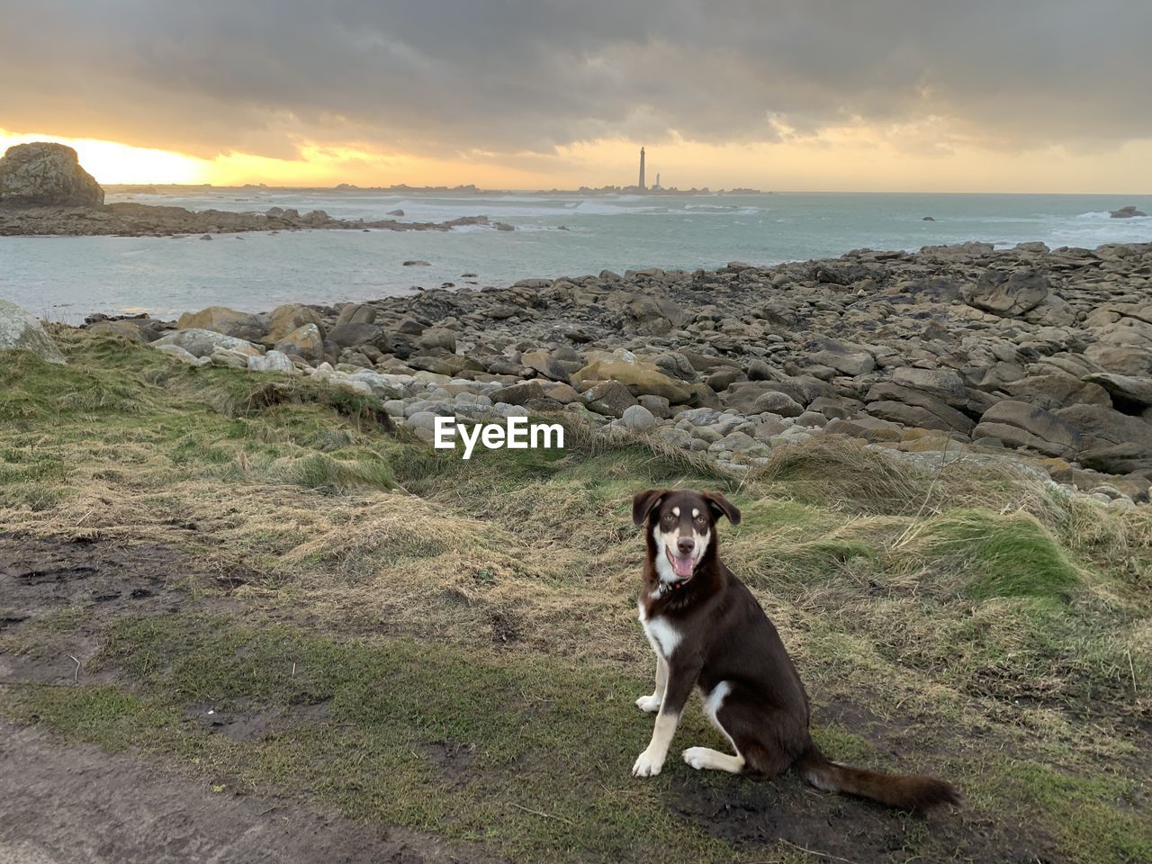 Dog on the sea shore on the sunset