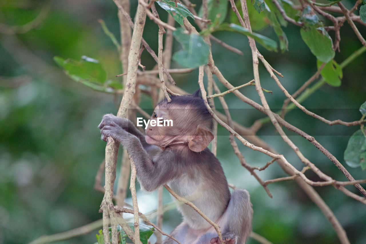 View of monkey on tree