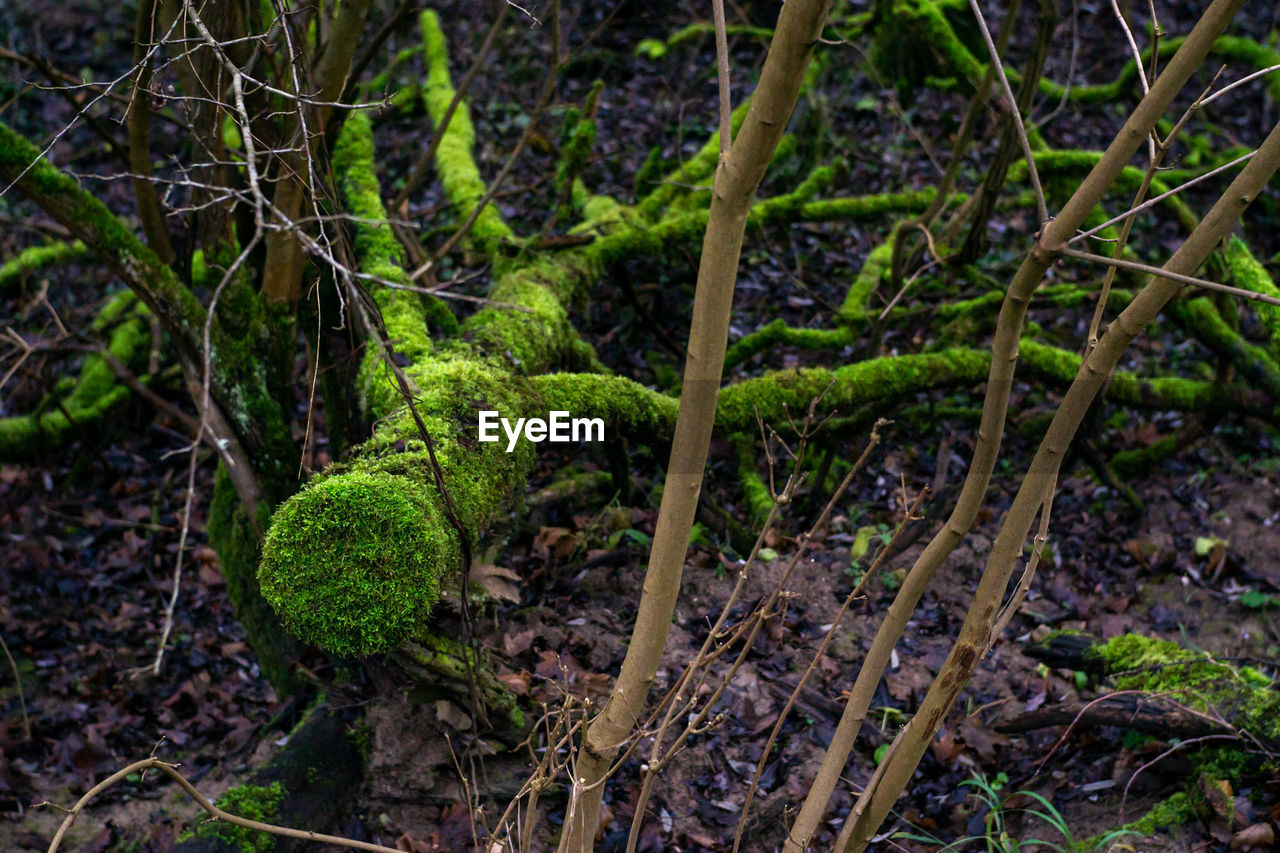 CLOSE-UP OF MOSS GROWING ON TREE TRUNK
