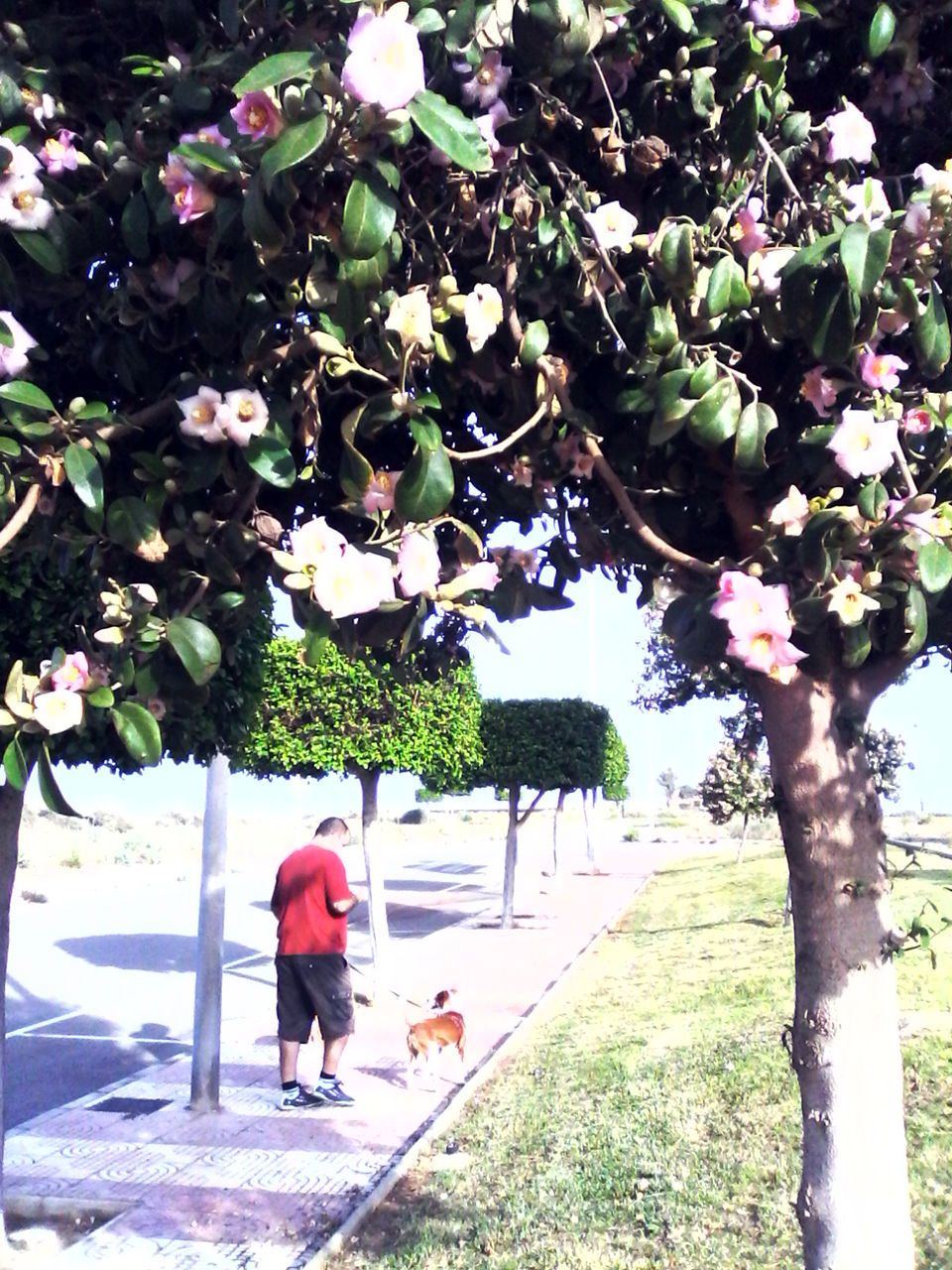 PLANTS GROWING ON TREE