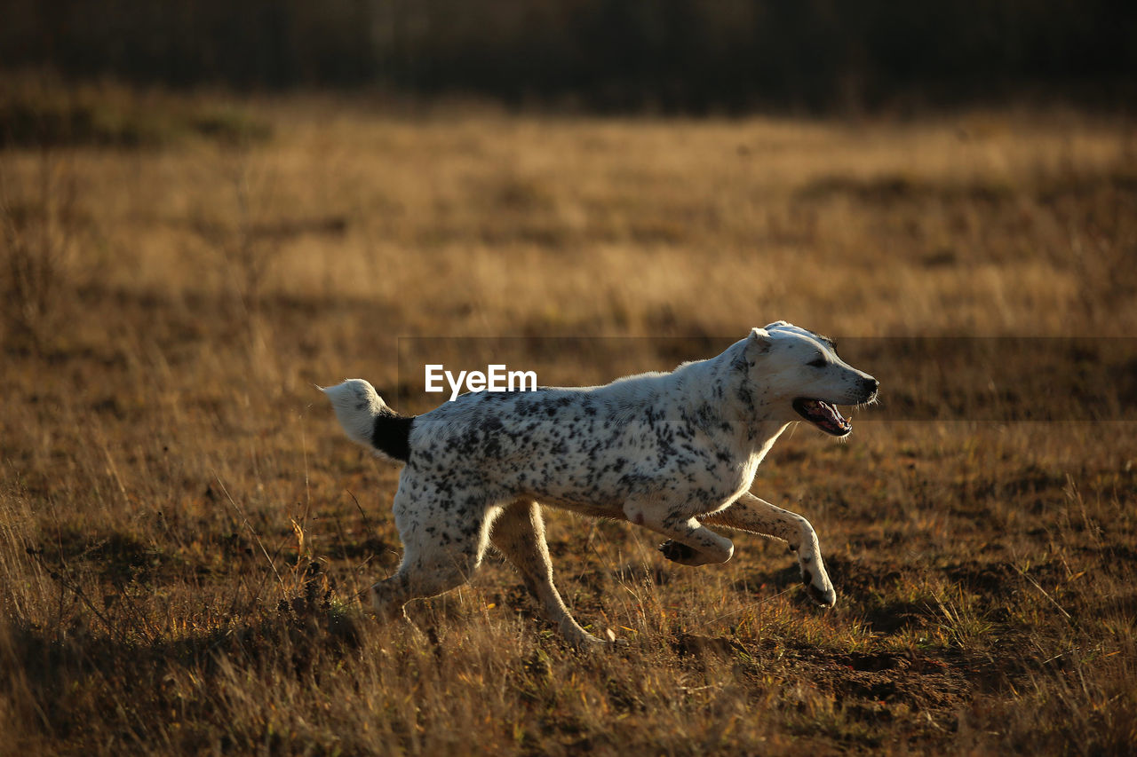 HORSE RUNNING ON FIELD