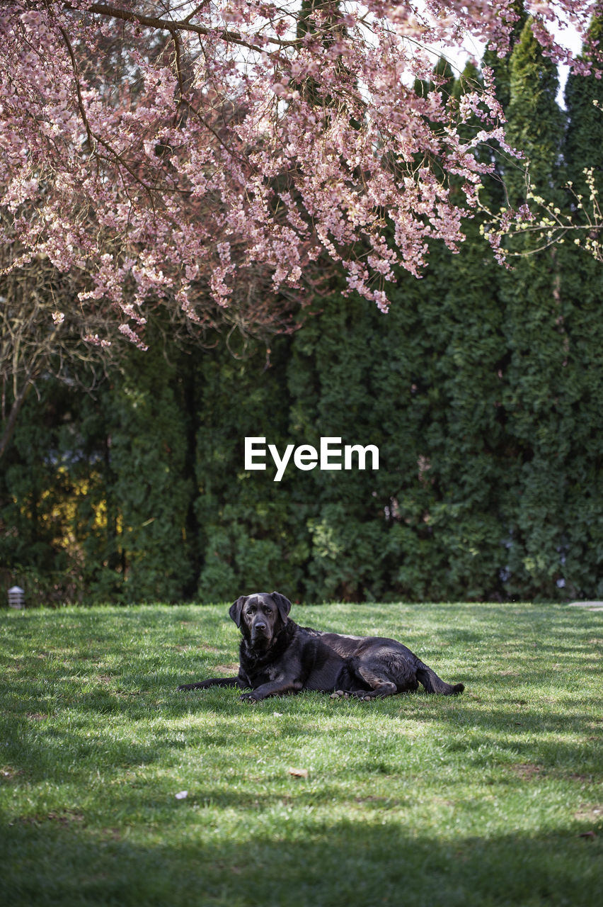 VIEW OF A DOG ON A FLOWER