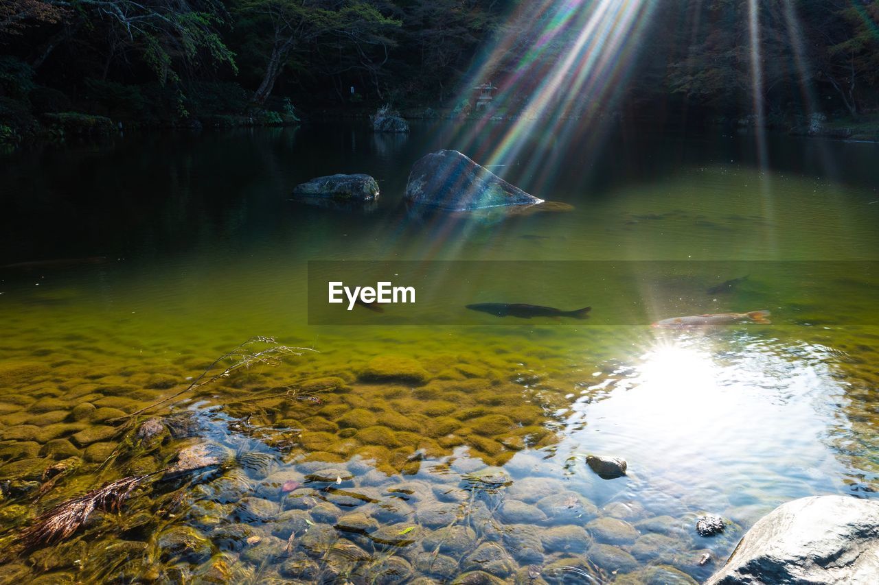 Scenic view of lake in forest