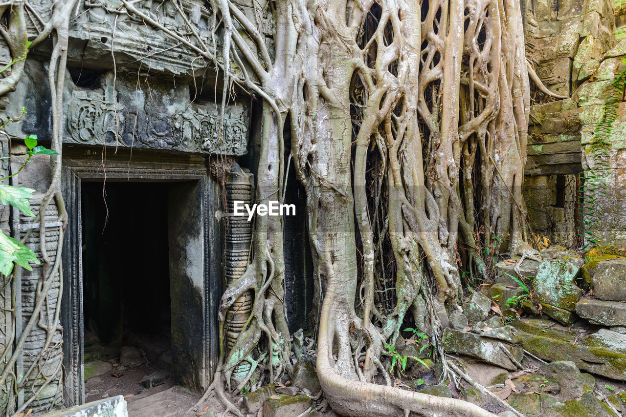 VIEW OF TREE TRUNK