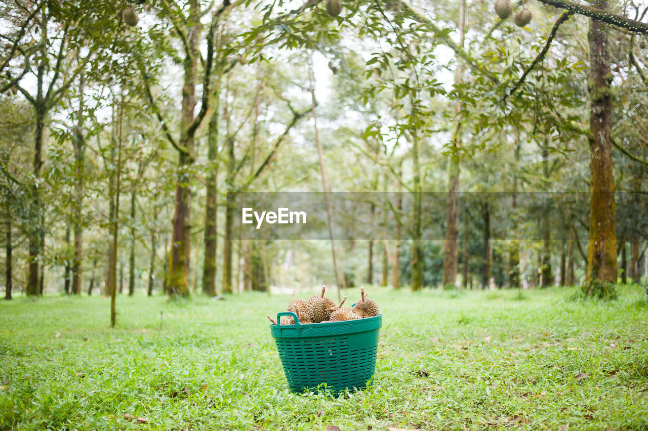 FRESH GREEN VEGETABLES IN BASKET