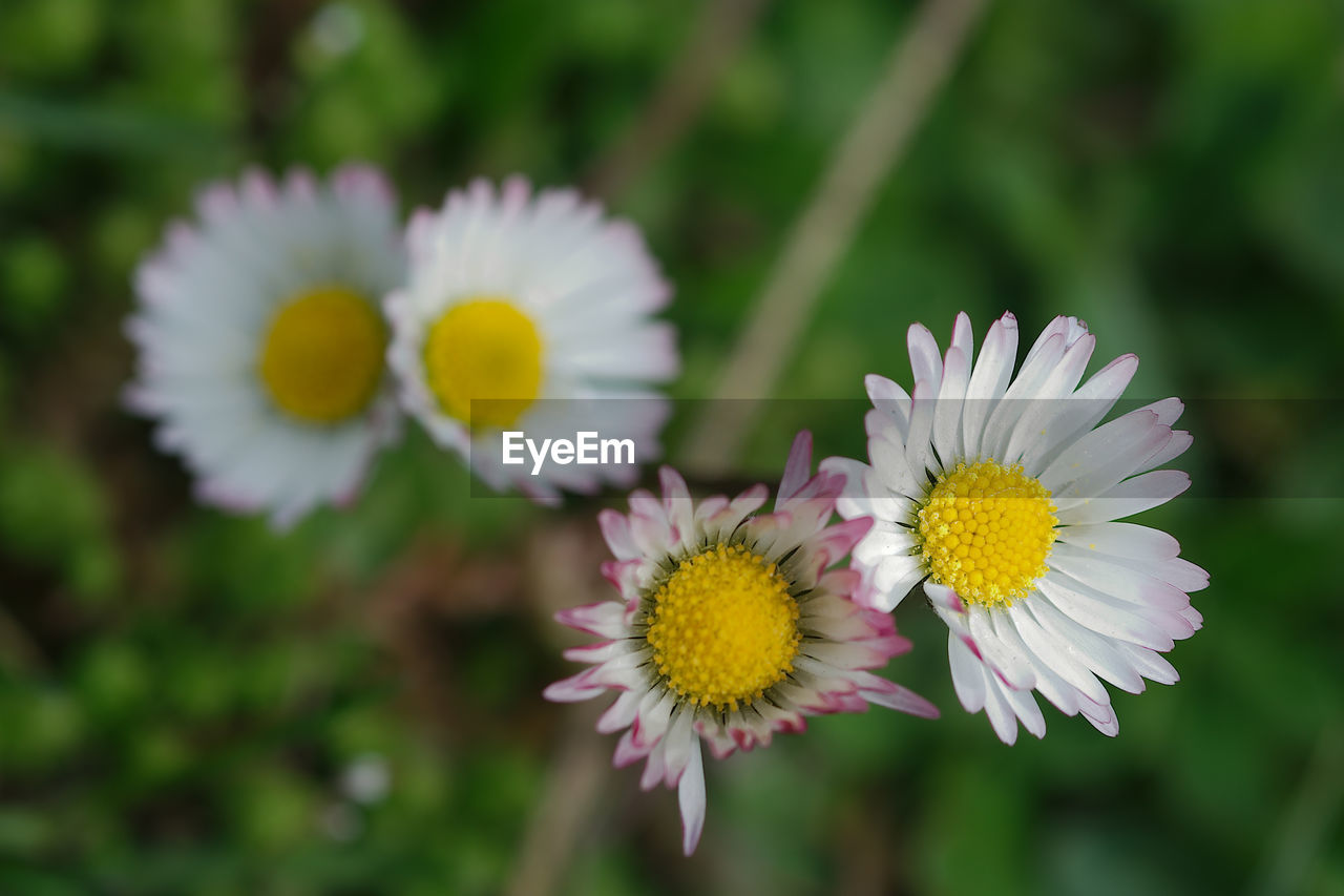 CLOSE-UP OF WHITE DAISY FLOWER