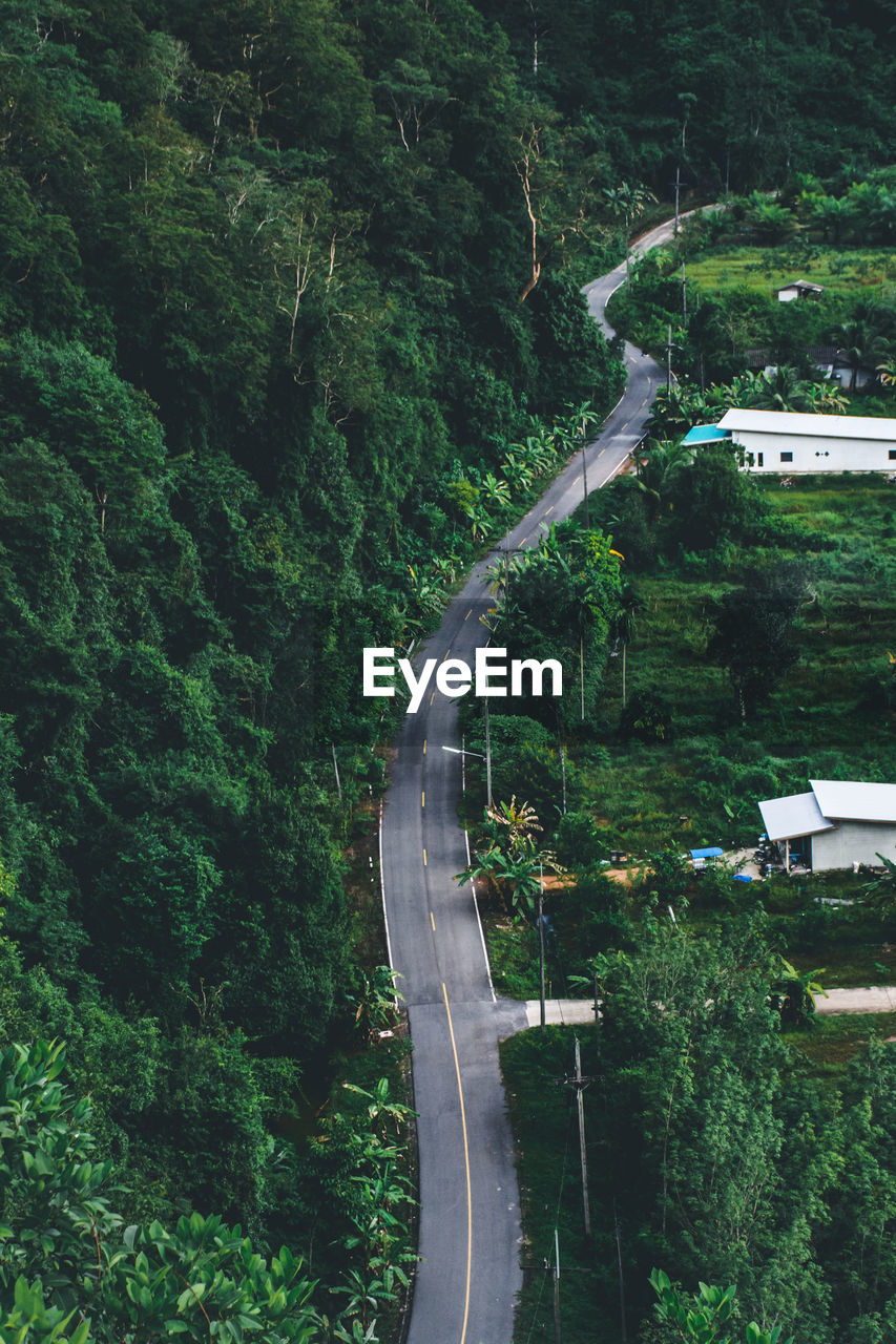 Road amidst trees in forest