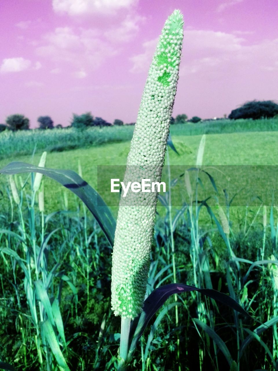 CLOSE-UP OF PLANT ON FIELD