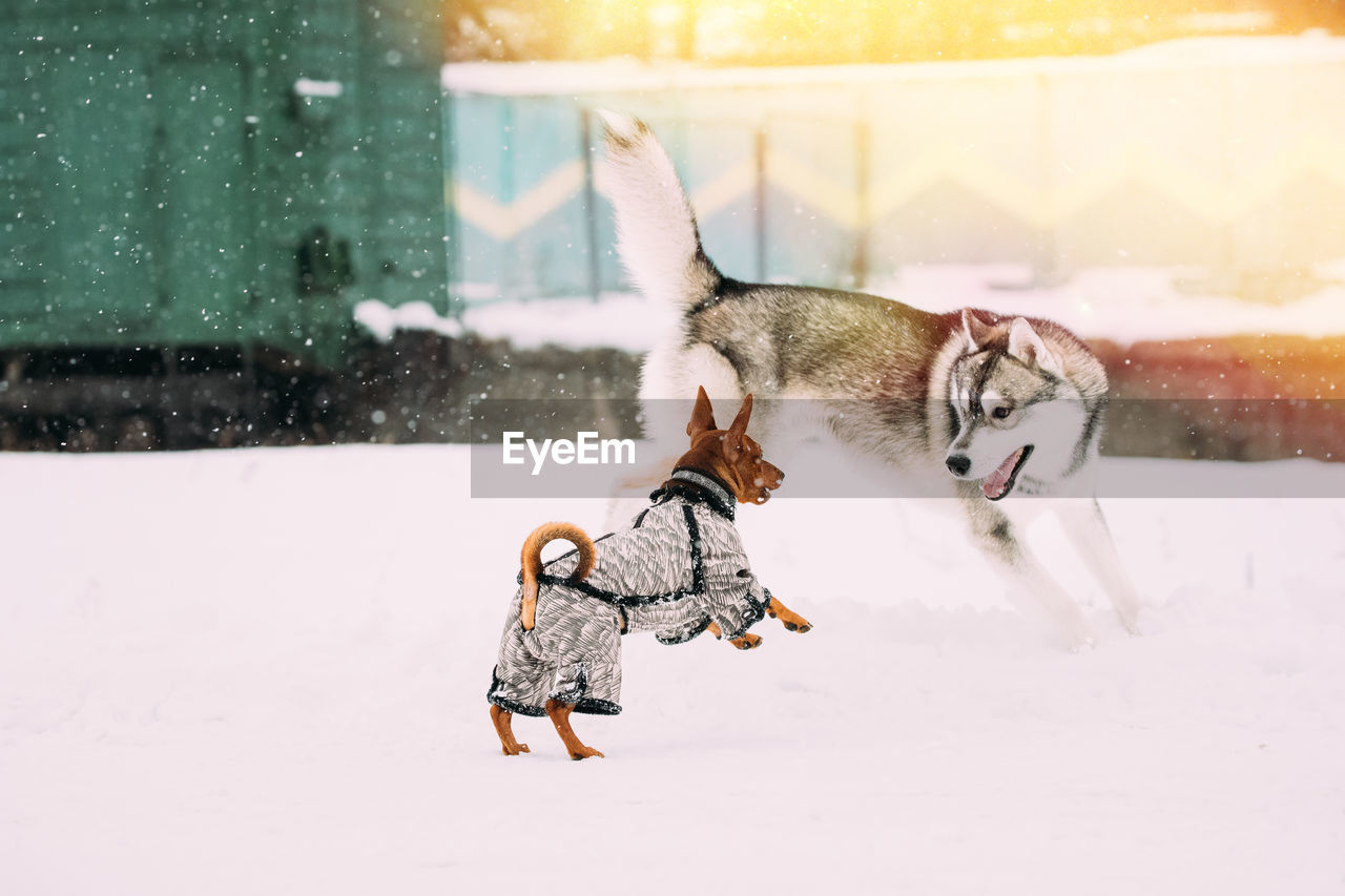 side view of dogs on snow