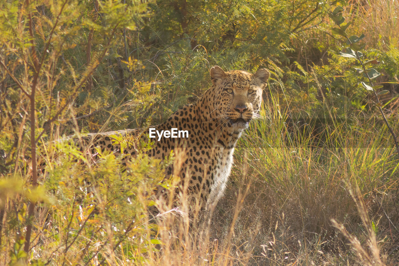 Leopard standing amidst grass