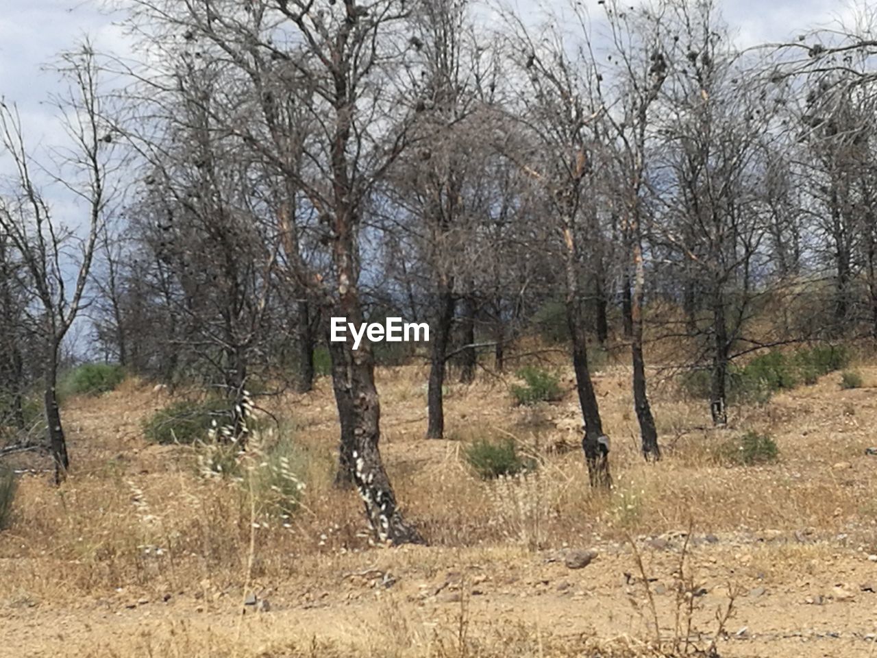 TREES ON LANDSCAPE