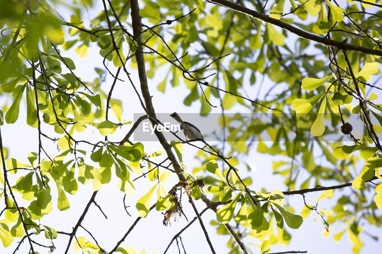 LOW ANGLE VIEW OF LEAVES ON BRANCH