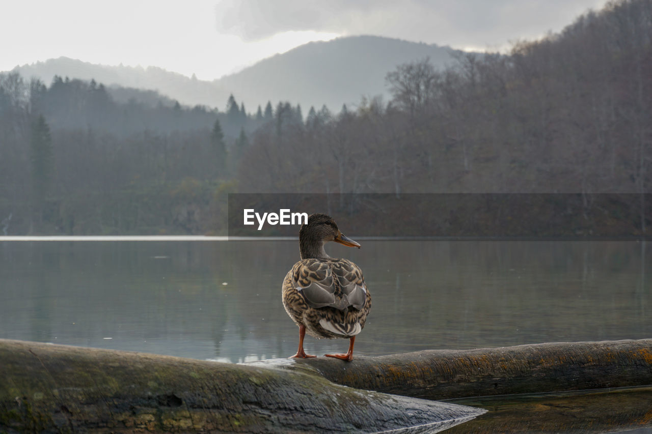 View of bird on lake against mountain