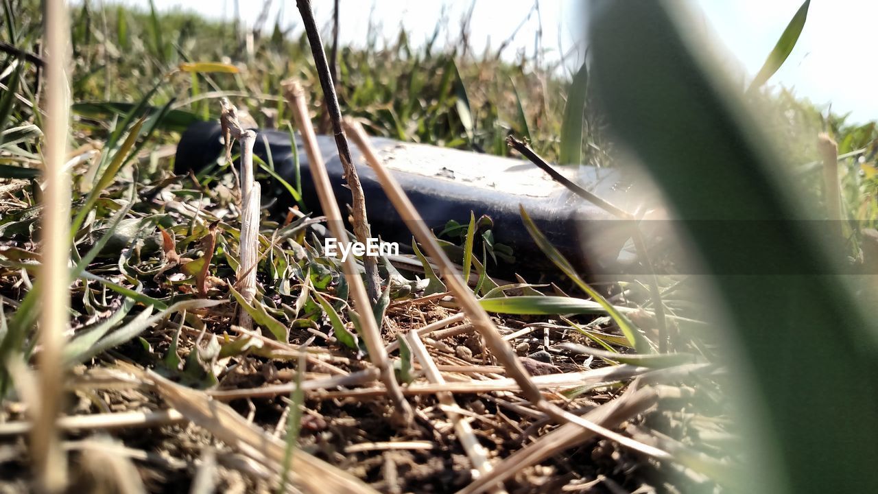 CLOSE-UP OF PLANT GROWING ON FIELD