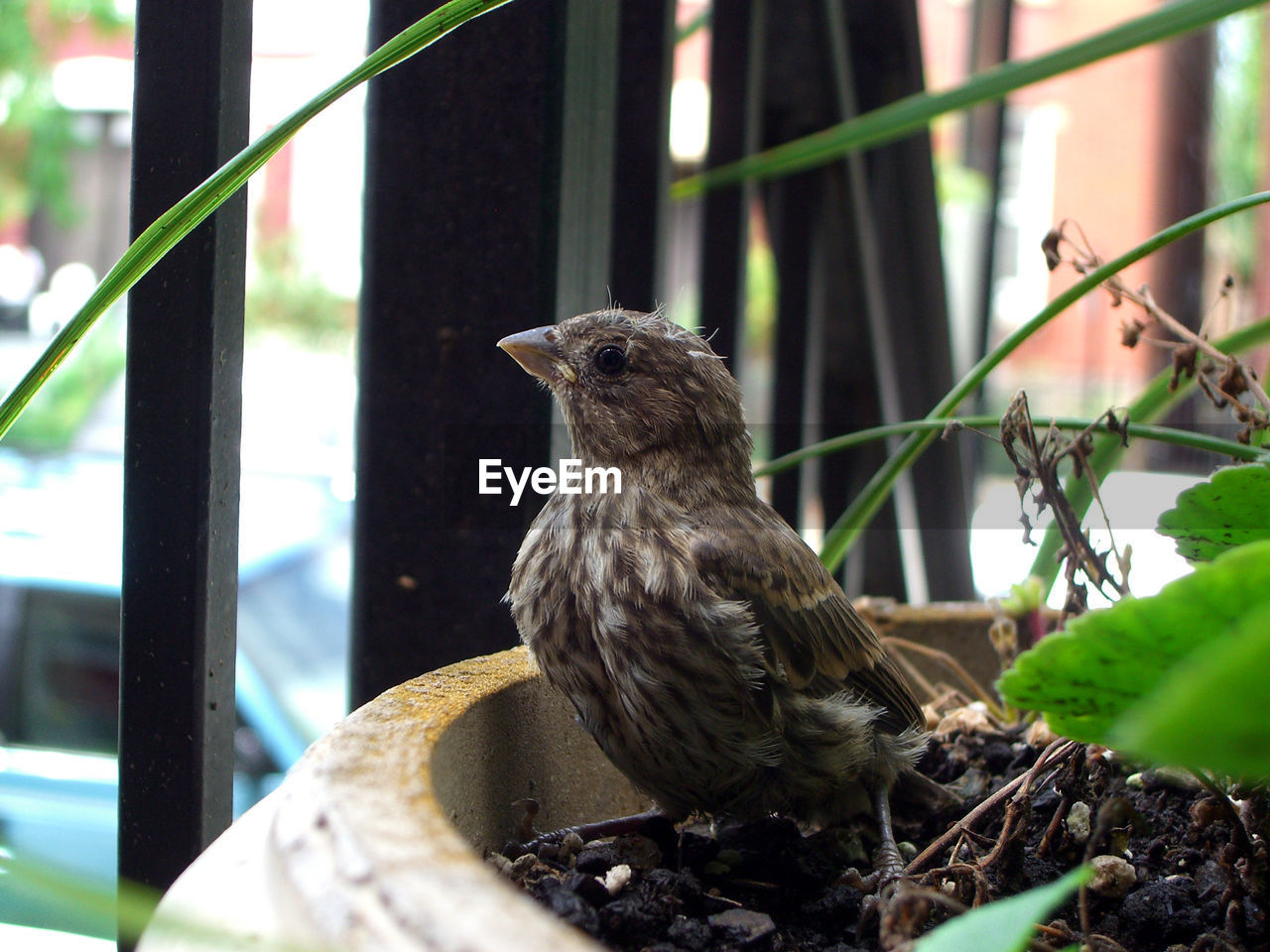 Sparrow perching in potted plant