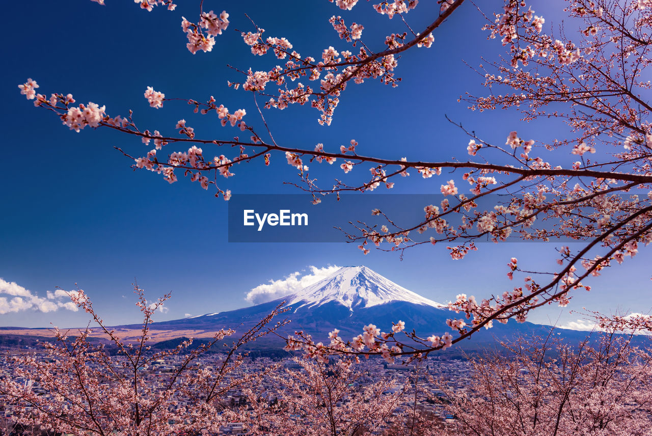 Cherry blossom with mount fuji is a background