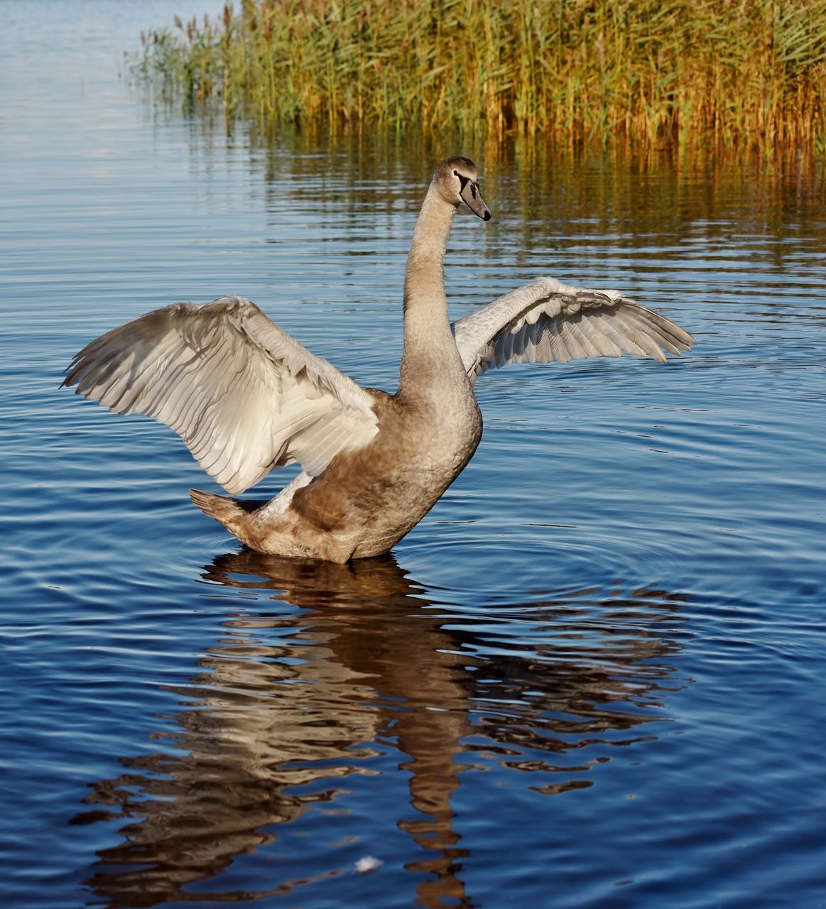 SWANS SWIMMING IN LAKE