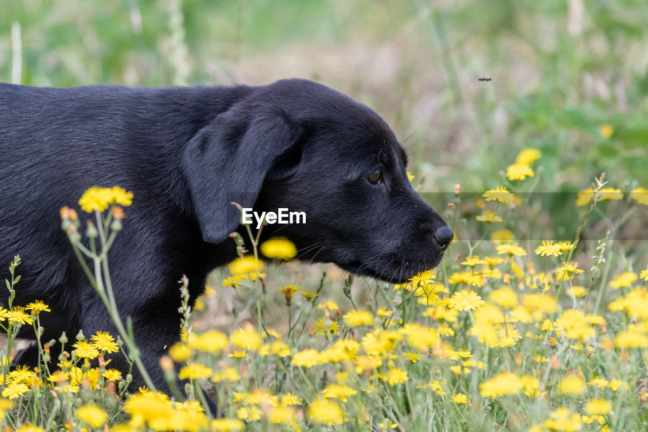 Cute portrait of an 8 week old black labrador puppy walking through long grass