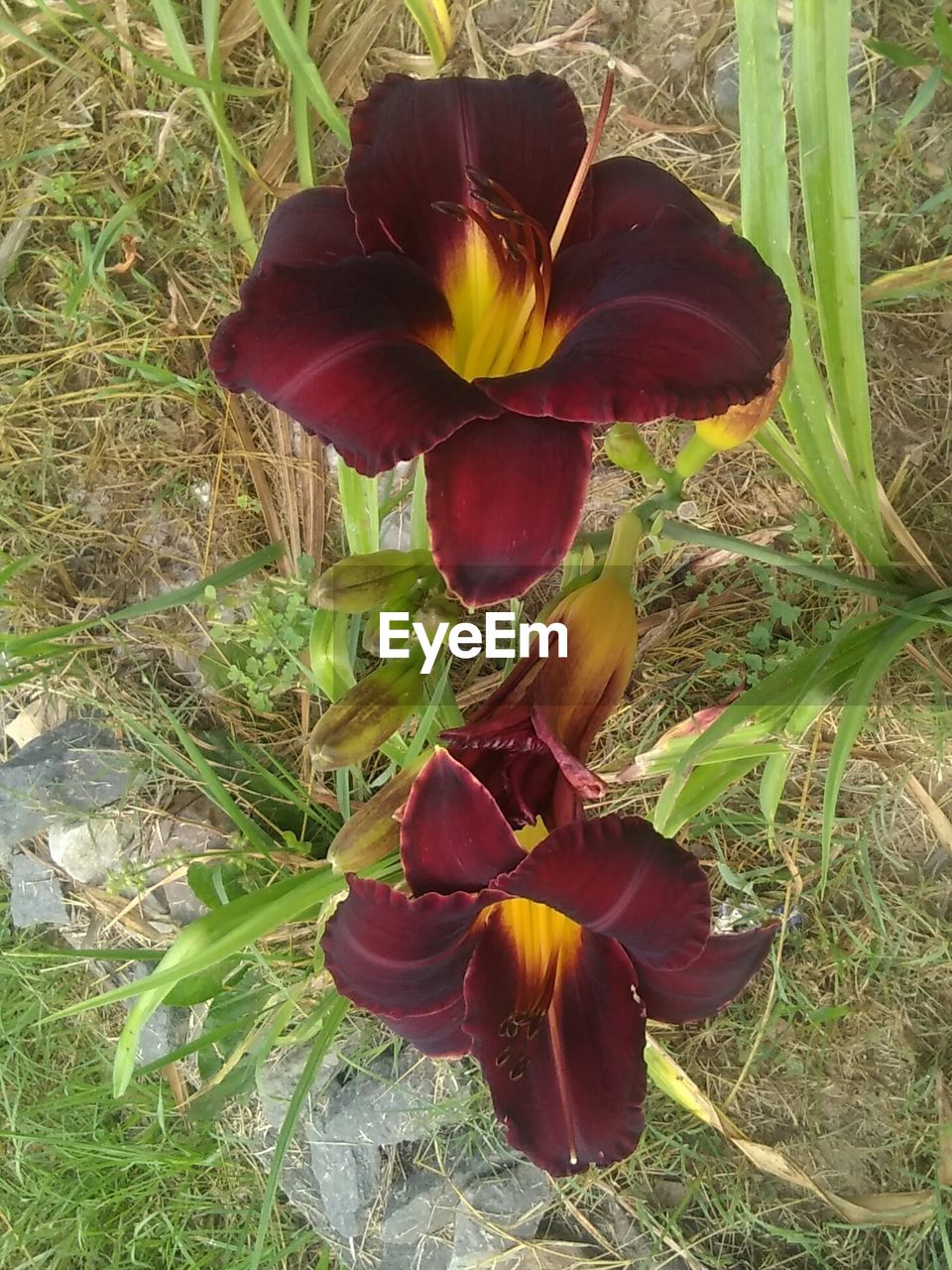 HIGH ANGLE VIEW OF FLOWER GROWING ON PLANT