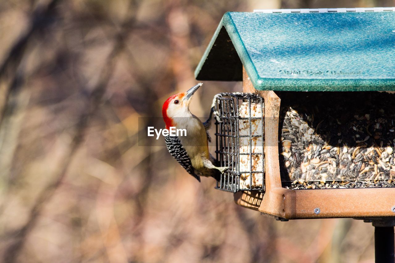 Woodpecker perching on bird feeder