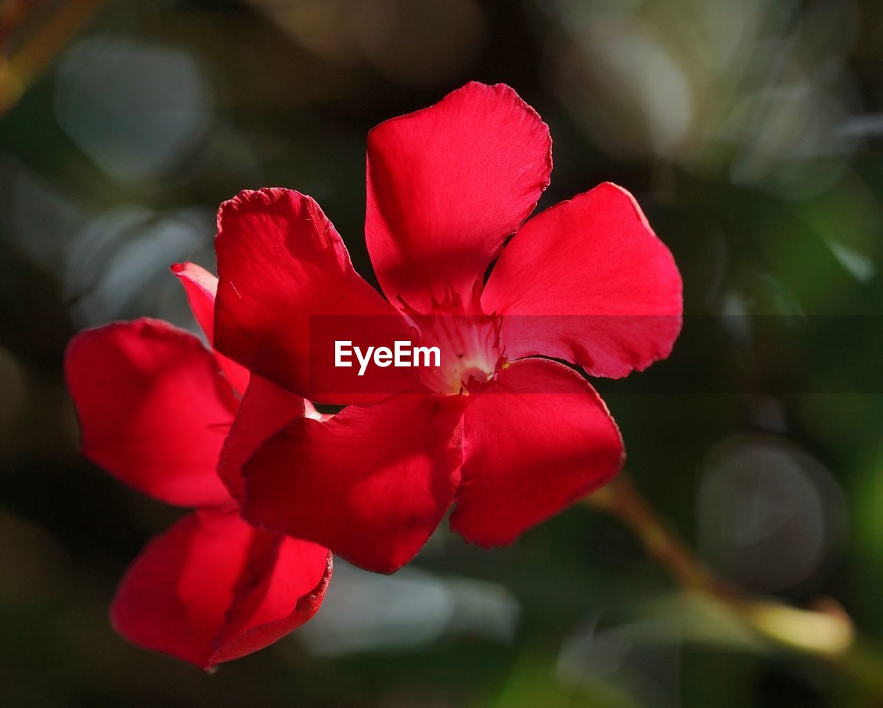 CLOSE-UP OF PINK FLOWER