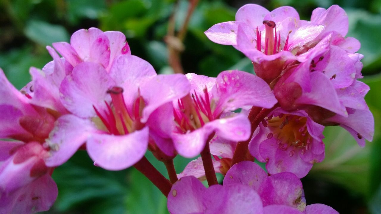 Close-up of fresh pink flowers blooming in garden