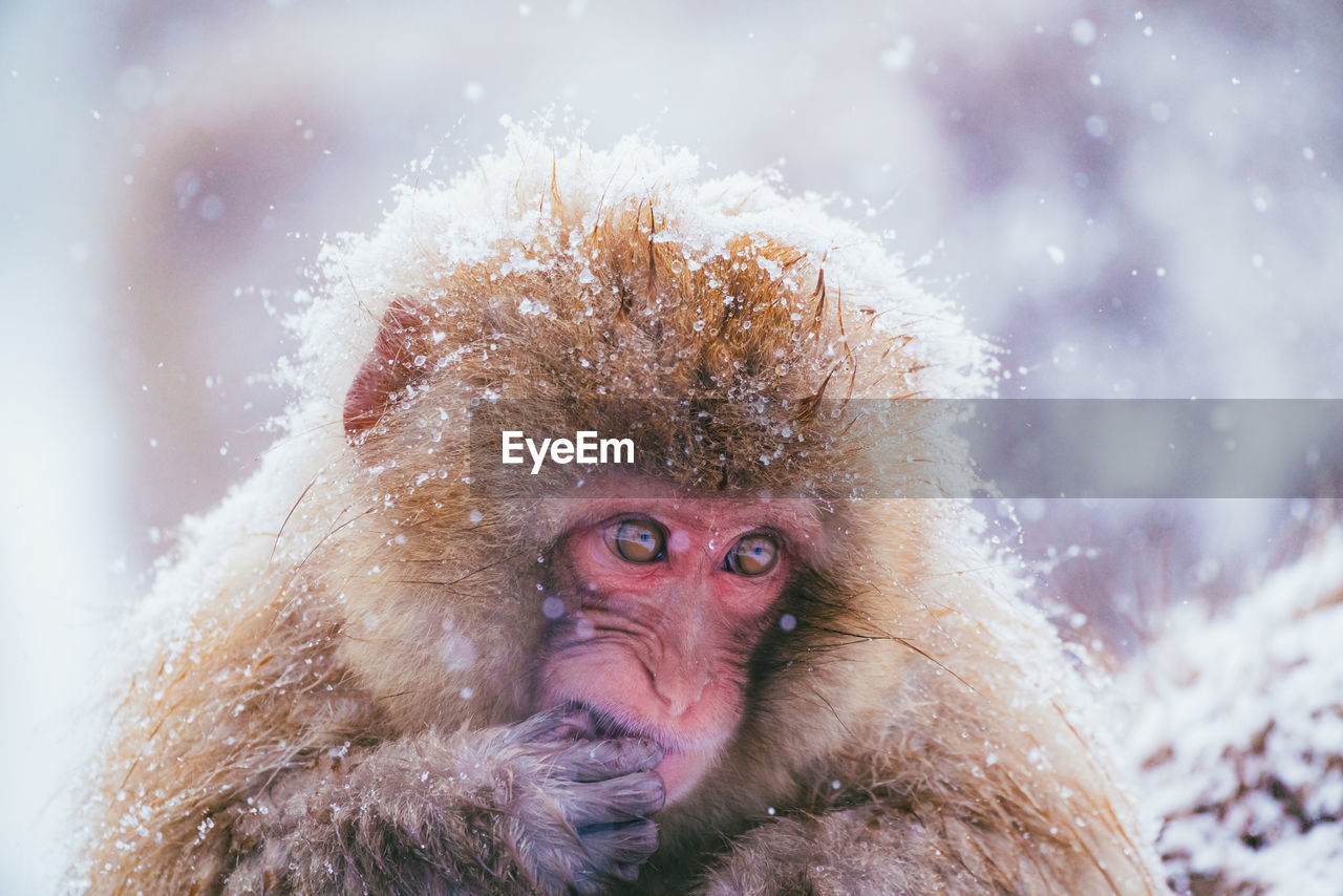 macaque, animal, animal themes, cold temperature, snow, monkey, animal wildlife, winter, wildlife, mammal, old world monkey, primate, one animal, close-up, snowing, nature, portrait, animal hair, freezing, environment, animal body part, frozen, focus on foreground, outdoors, no people, snowflake, mountain, looking at camera