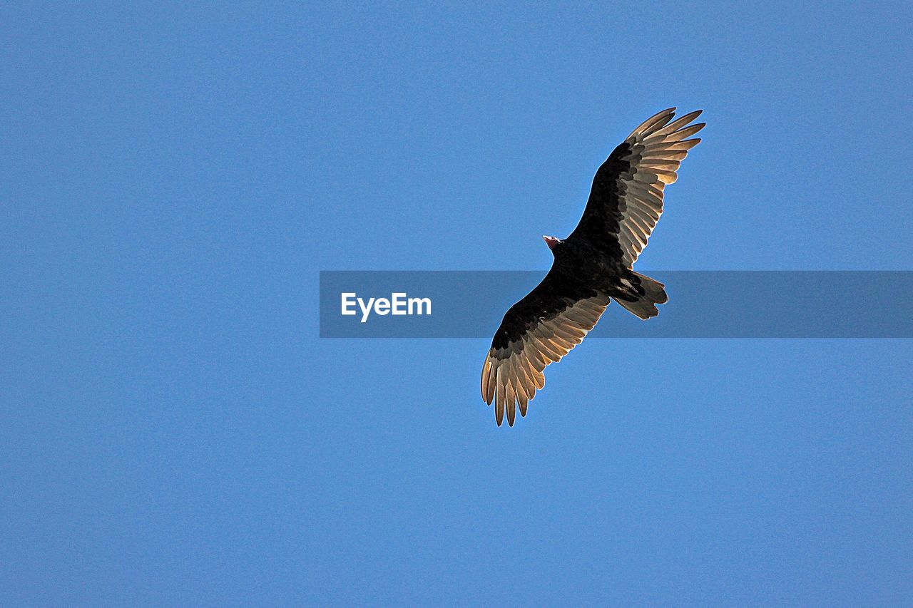 Low angle view of bald eagle flying against clear blue sky