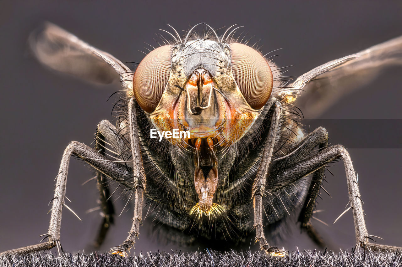 Extreme close-up of insect