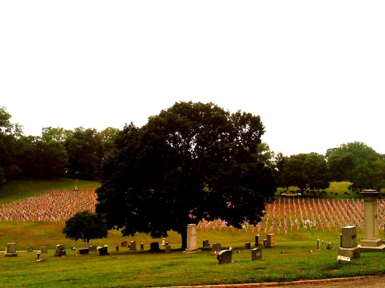 TREES ON GRASSLAND