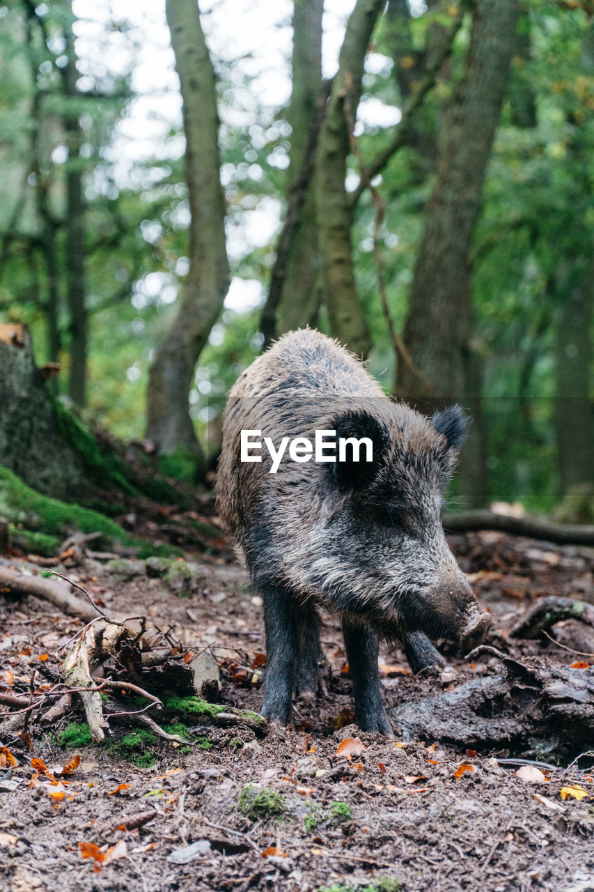 Pig standing in forest