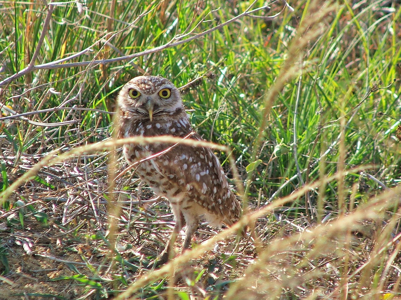 CLOSE-UP OF MEERKAT ON FIELD