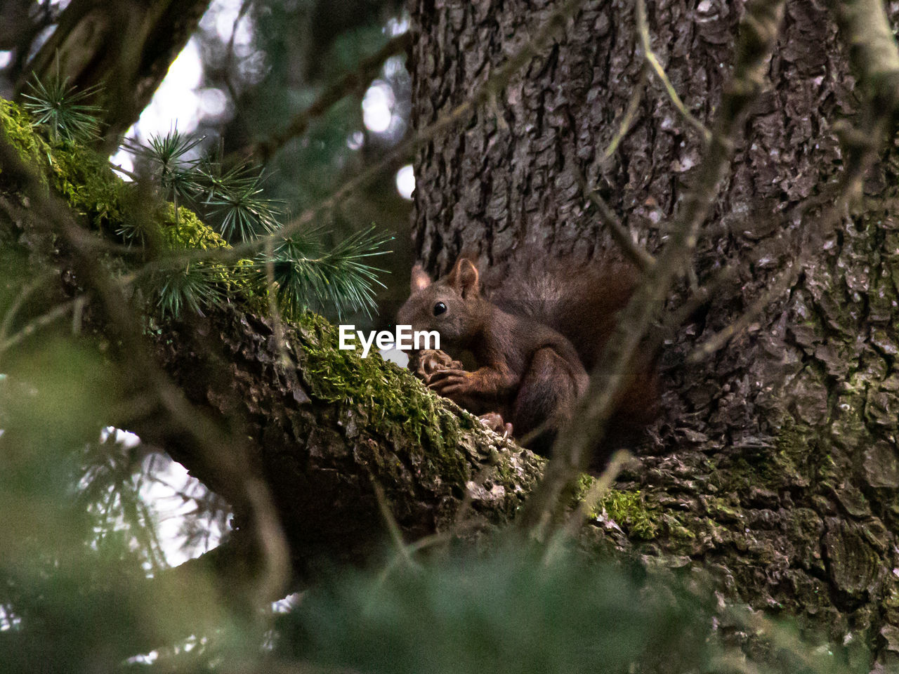 Squirrel in a forest