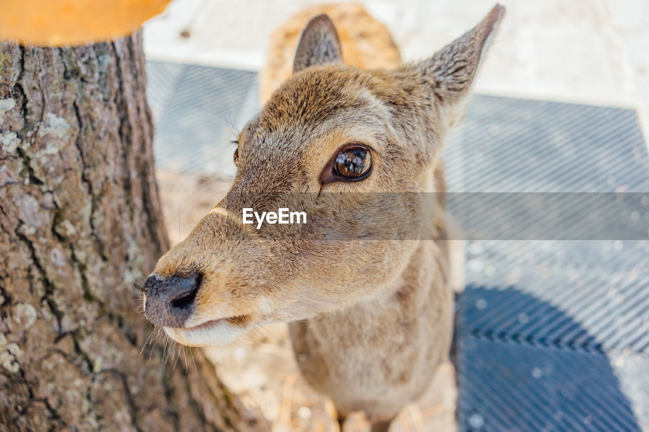 Close-up portrait of deer standing on land