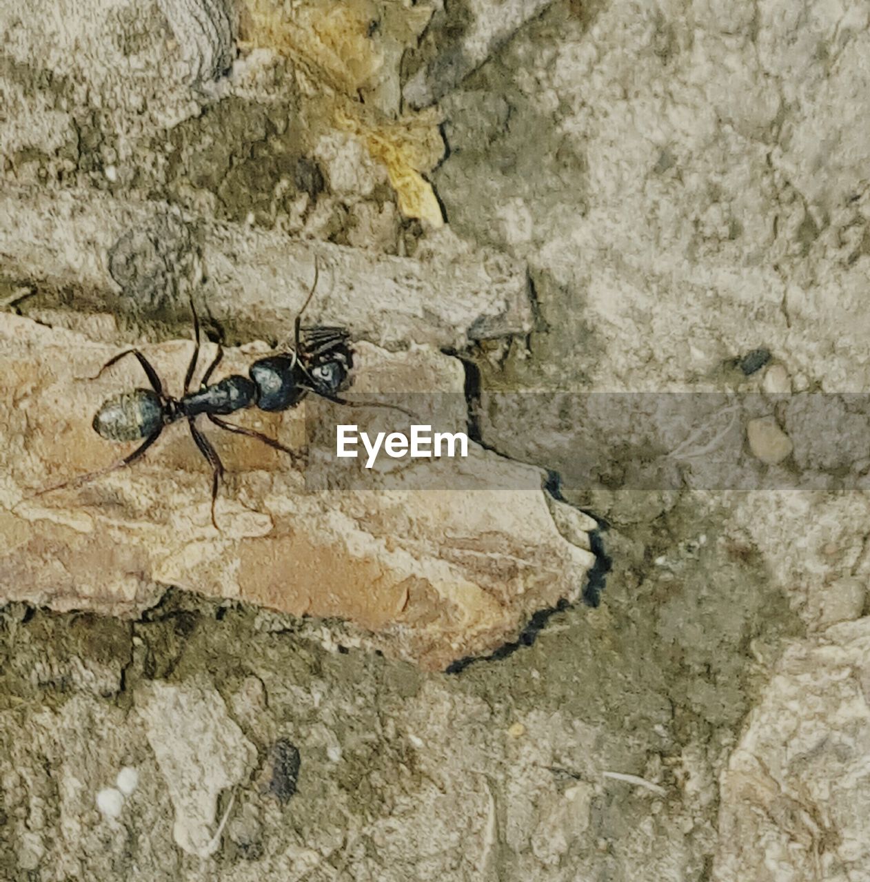 insect, rock - object, animal themes, animals in the wild, one animal, day, no people, animal wildlife, outdoors, close-up, nature