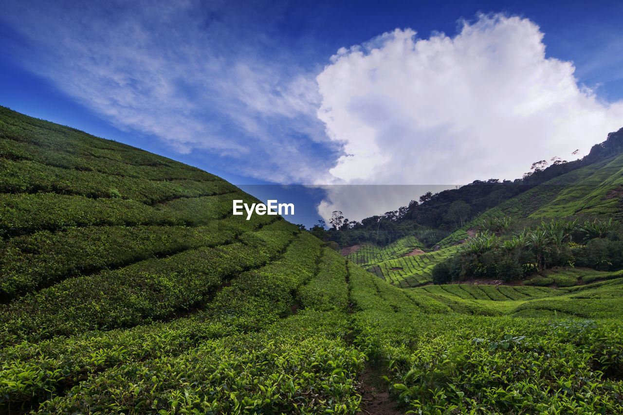 SCENIC VIEW OF GREEN LANDSCAPE AGAINST SKY