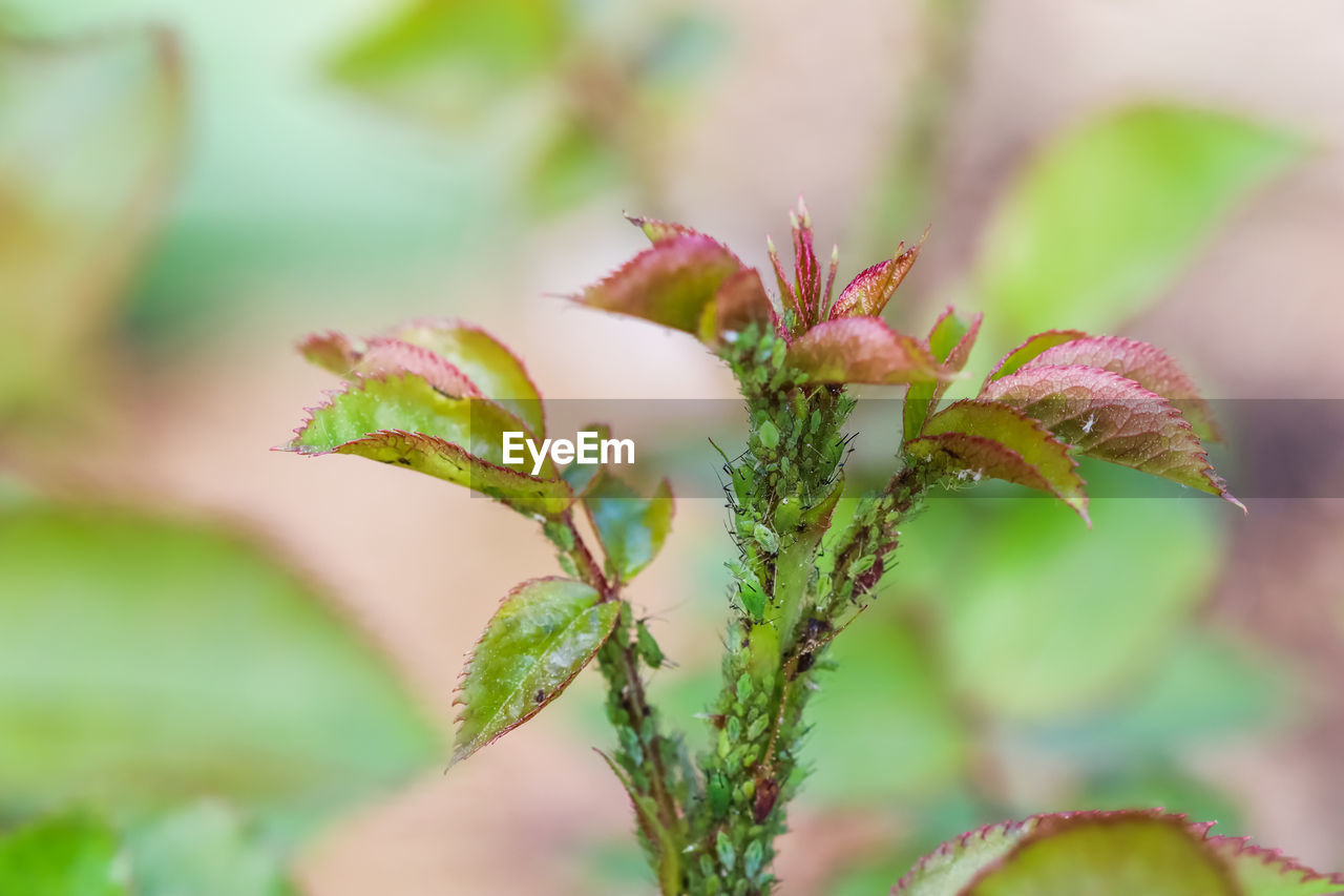 plant, leaf, green, close-up, nature, blossom, plant part, macro photography, flower, beauty in nature, wildflower, growth, no people, branch, environment, flowering plant, outdoors, food, selective focus, food and drink, shrub, focus on foreground, bud, freshness, tree, plant stem, day, social issues, multi colored, environmental conservation, land, autumn, summer, fruit, botany