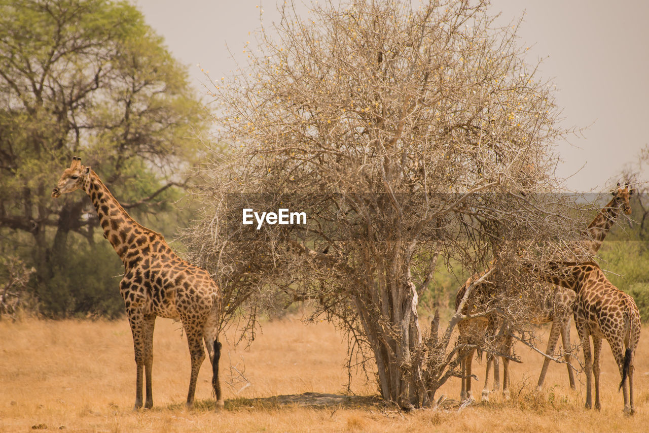 Giraffes standing by bare trees at desert