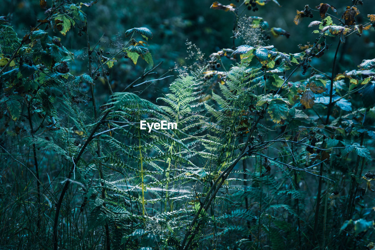 Close-up of fresh green plants in forest - fern