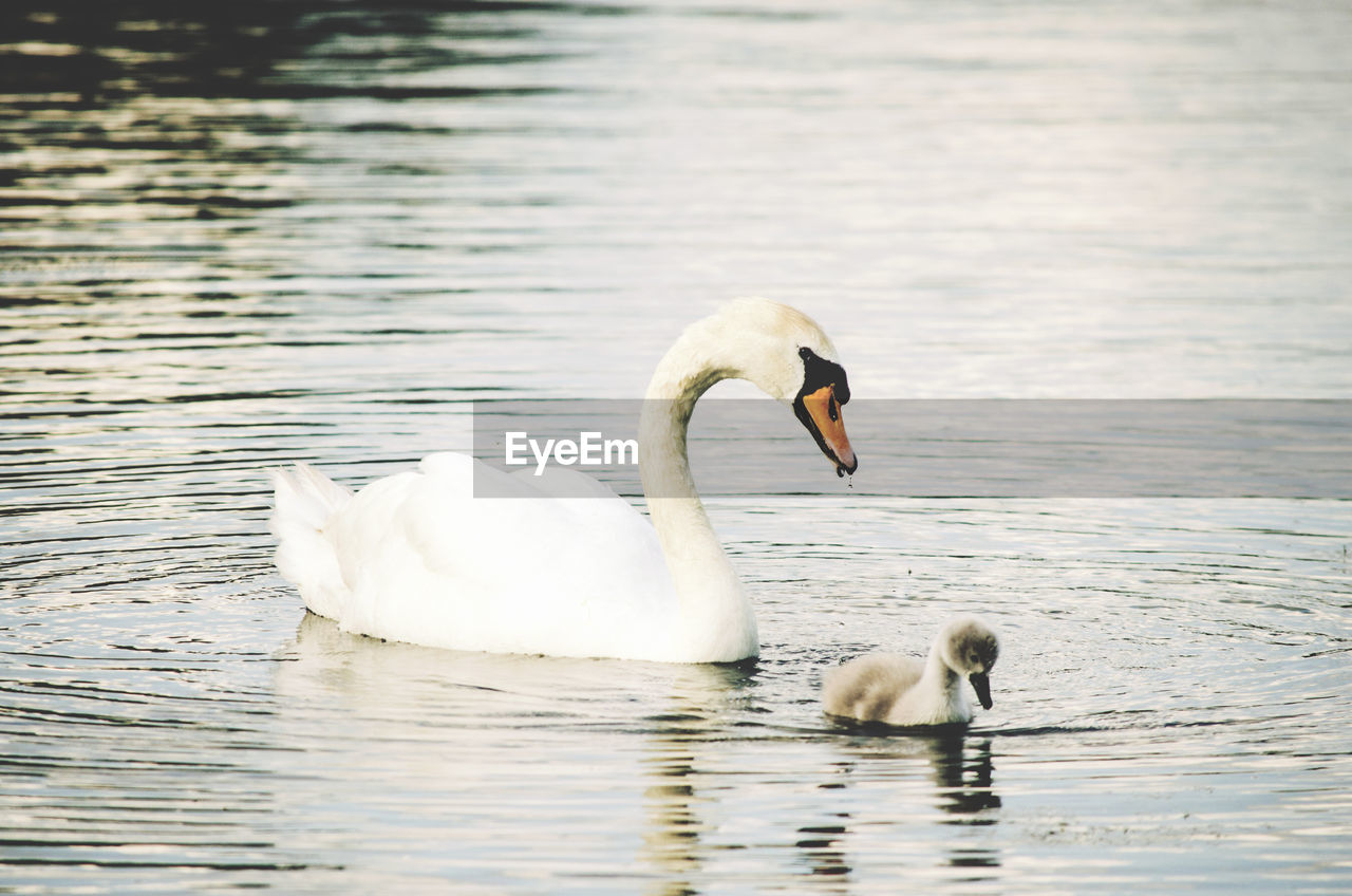 SWAN FLOATING ON WATER