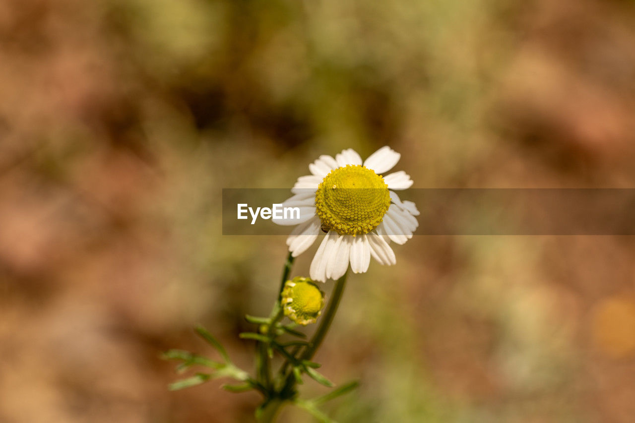 flower, flowering plant, plant, freshness, beauty in nature, fragility, flower head, close-up, yellow, nature, inflorescence, petal, growth, daisy, white, focus on foreground, no people, macro photography, outdoors, springtime, selective focus, botany, wildflower, day, pollen, blossom, summer, environment, field