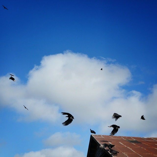 LOW ANGLE VIEW OF BIRDS FLYING IN SKY