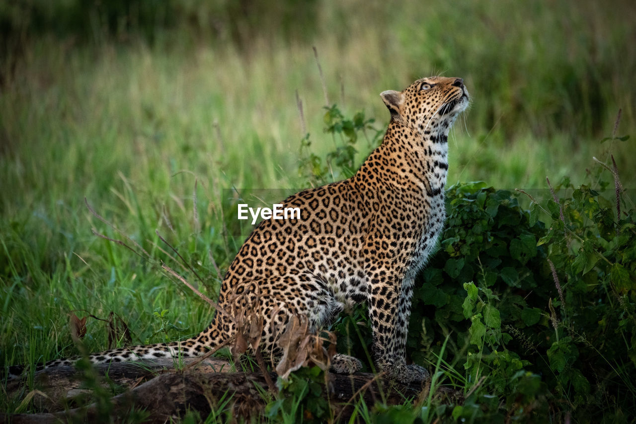 Leopard on grassy land