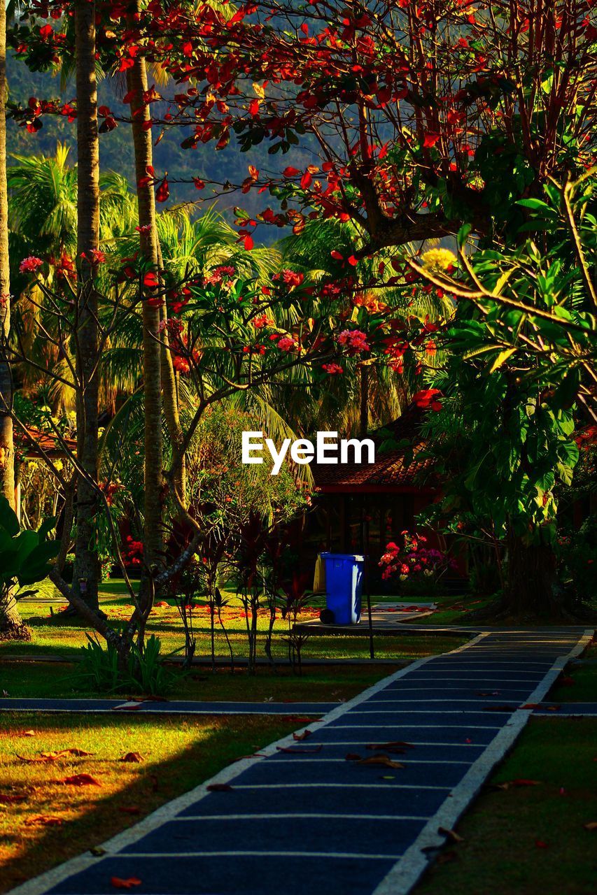 VIEW OF FLOWERING PLANTS BY ROAD IN PARK