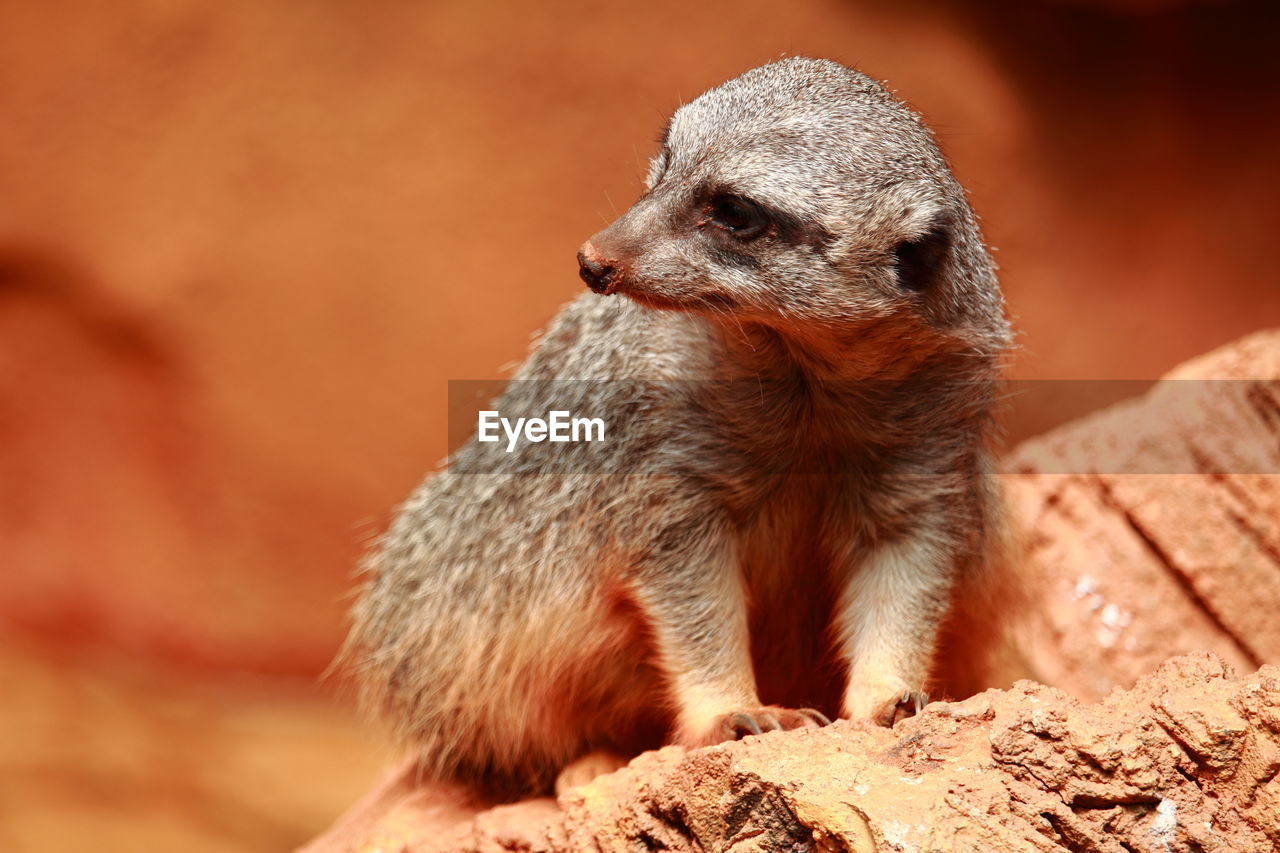 Close-up of meerkat sitting on rock at desert