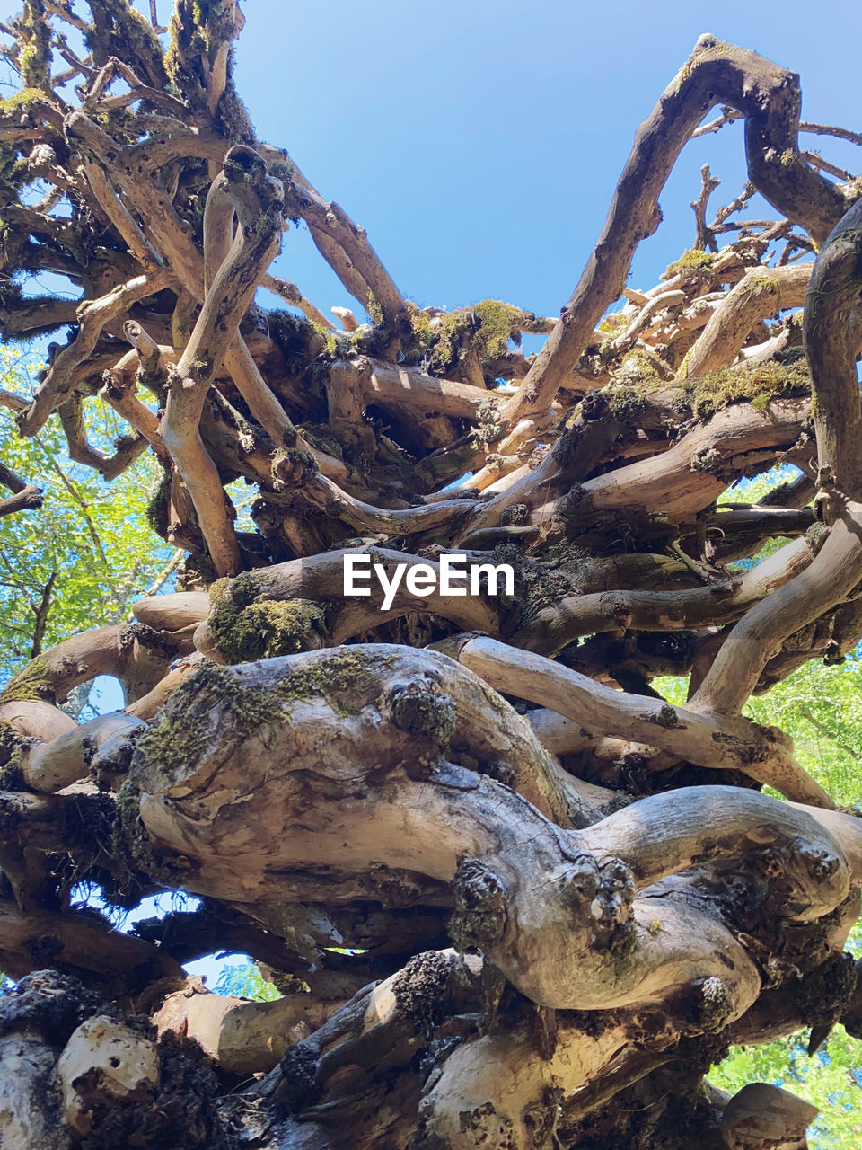 tree, plant, nature, day, land, no people, sky, outdoors, environment, tranquility, sunlight, tree trunk, driftwood, root, trunk, clear sky, forest, beauty in nature, wood, growth, non-urban scene, landscape